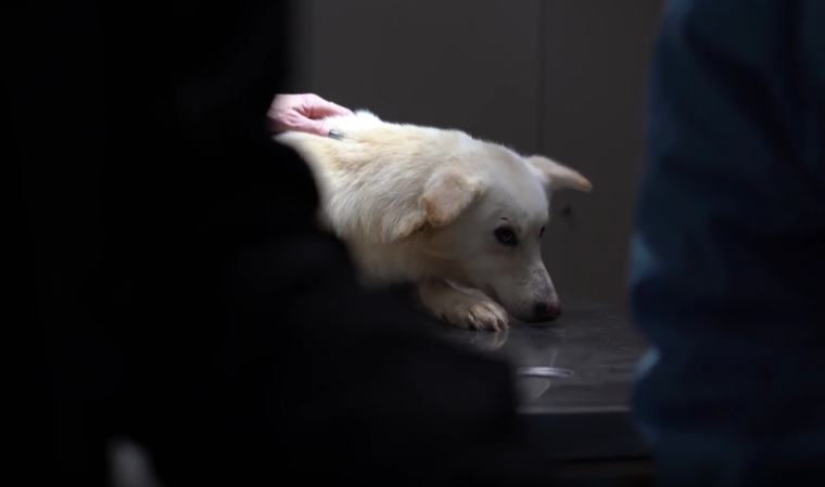 Allevamento lager per cani da slitta, scatta il sequestro