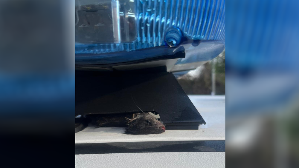 Topi morti sulle auto della polizia locale: “Succede davanti ai campi nomadi”