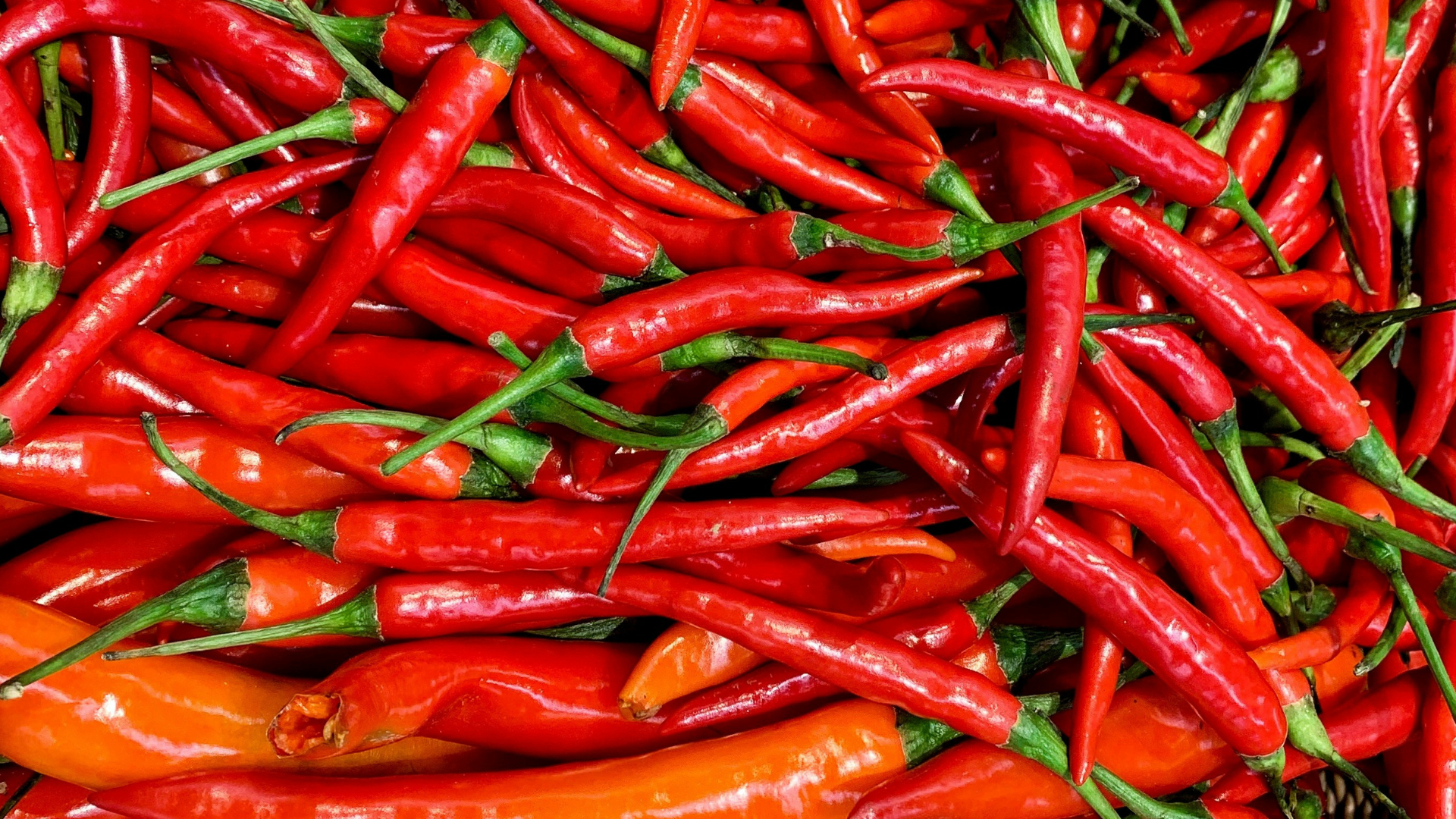 Il “Peperoncino di Calabria” verso il riconoscimento UE: pubblicata la domanda in Gazzetta Ufficiale