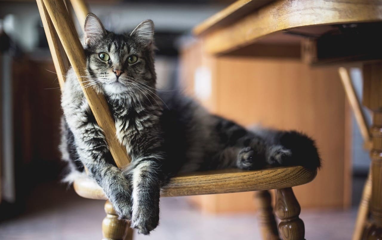 Giornata del Gatto, la festa dei felini che hanno conquistato case (e social)