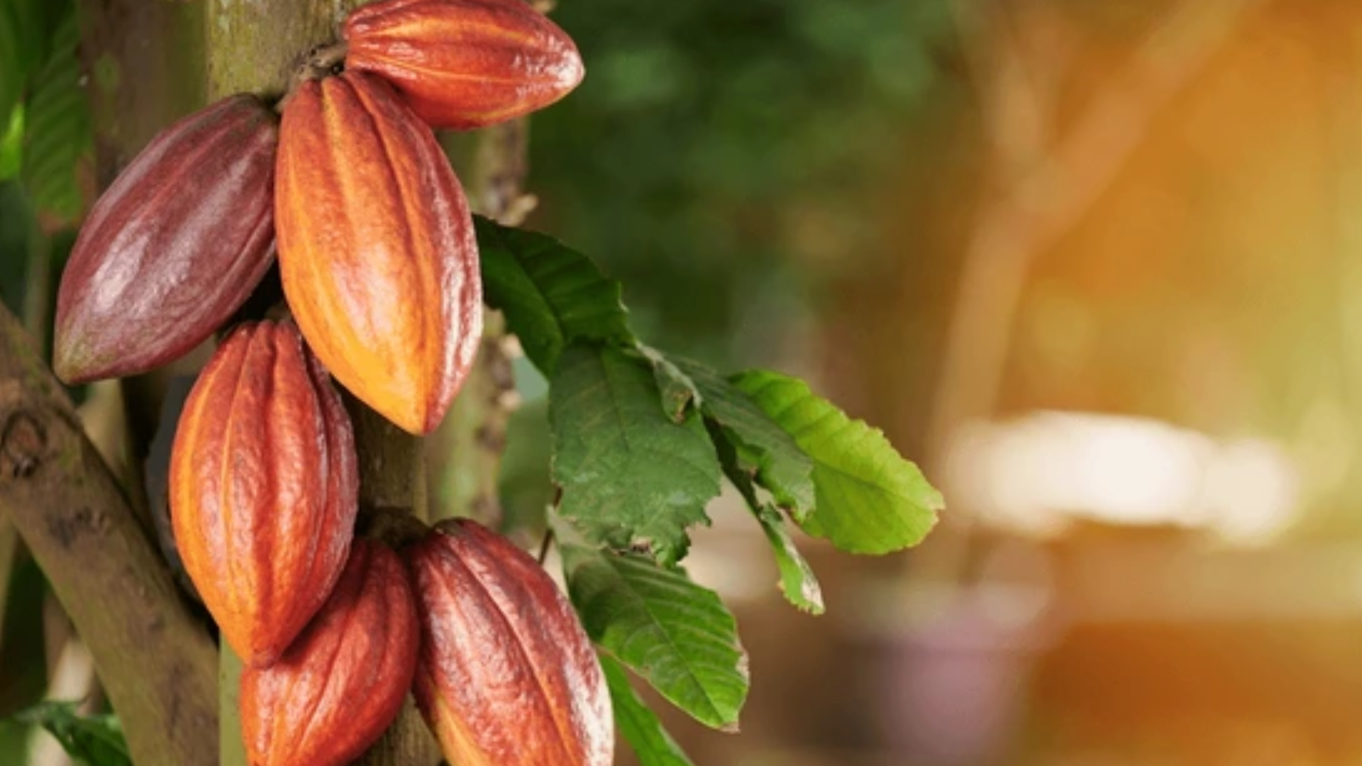 Ghana, crollo del prezzo del cacao del 30%: proteste dei coltivatori e crisi finanziaria