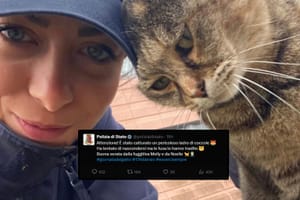 Il gatto pubblicato dalla Polizia di Stato registra il picco di interazioni su X