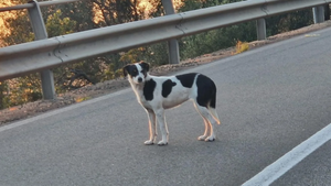 Cagnolina randagia in Sardegna, Comune vieta cibo e acqua: "Pericolo per la viabilità"