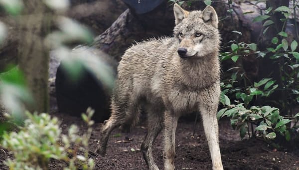 Quattro cuccioli di lupo al Bioparco di Roma: sono arrivati dallo Zoo di Berna