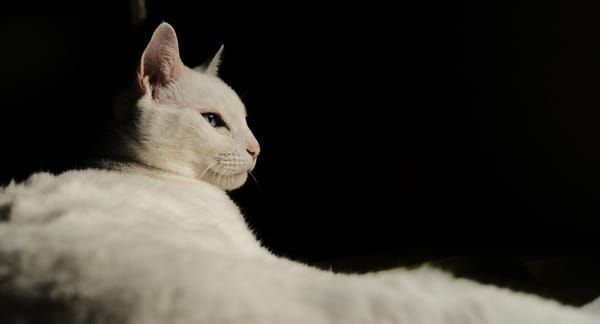 Professioni feline, arriva il codice Ateco: stretta su tasse ed evasione