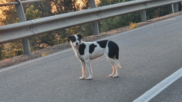 Cagnolina randagia in Sardegna, Comune vieta cibo e acqua: "Pericolo per la viabilità"