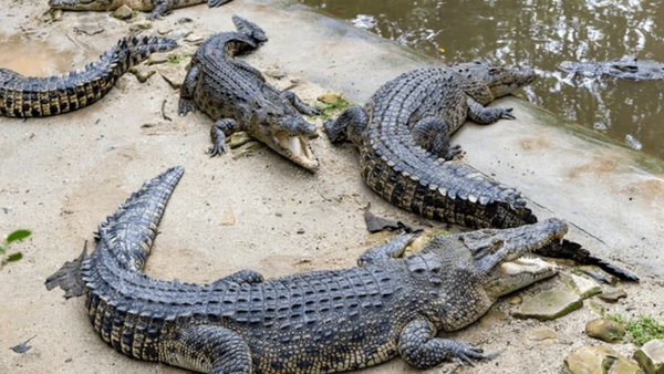 Immigrazione irregolare, India valuta coccodrilli e serpenti nelle frontiere fluviali